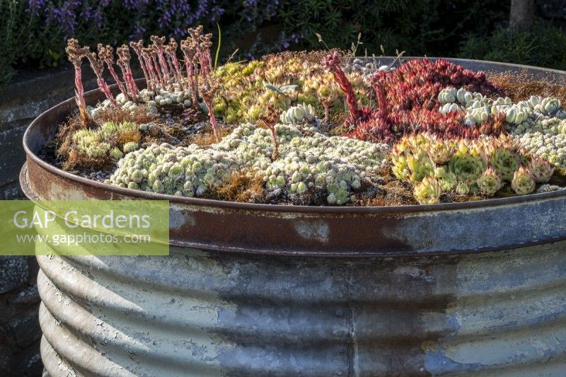 Large metal container barrel planted with succulents