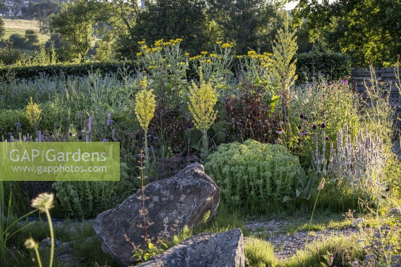 Verbascum olympicum and other late summer perennials in a dry garden border with large, cleverly placed boulders for structure