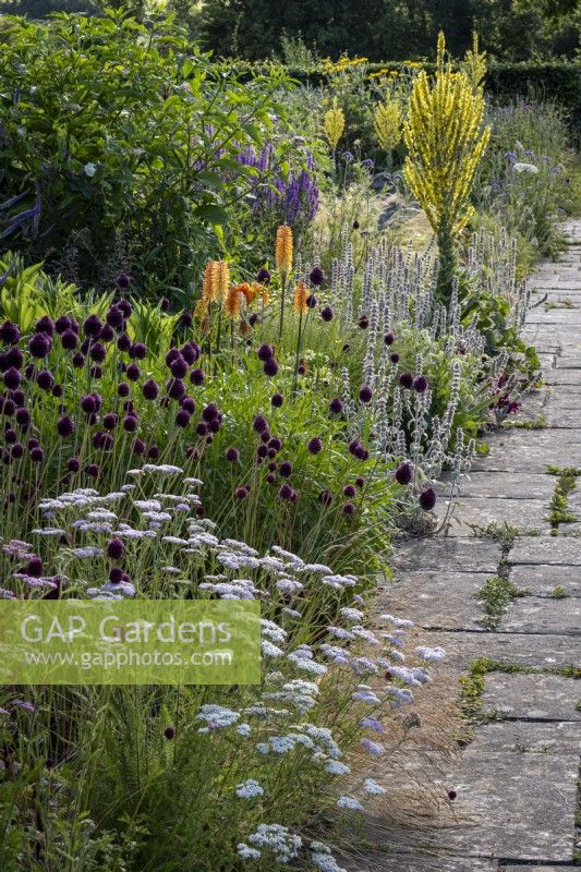 Paved path leads alongside a deep summery border with Achillea millefolium, Allium sphaerocephalon, Kniphofia and Verbascum olympicum