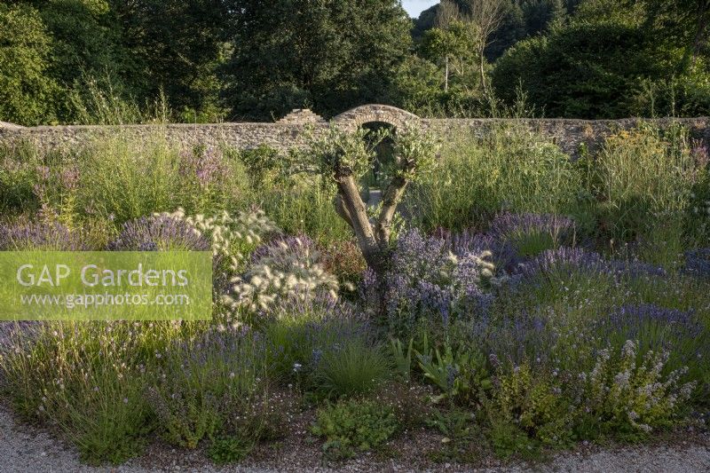 Bee friendly clumps of Lavender and other herbs surround an olive tree in late summer informal beds