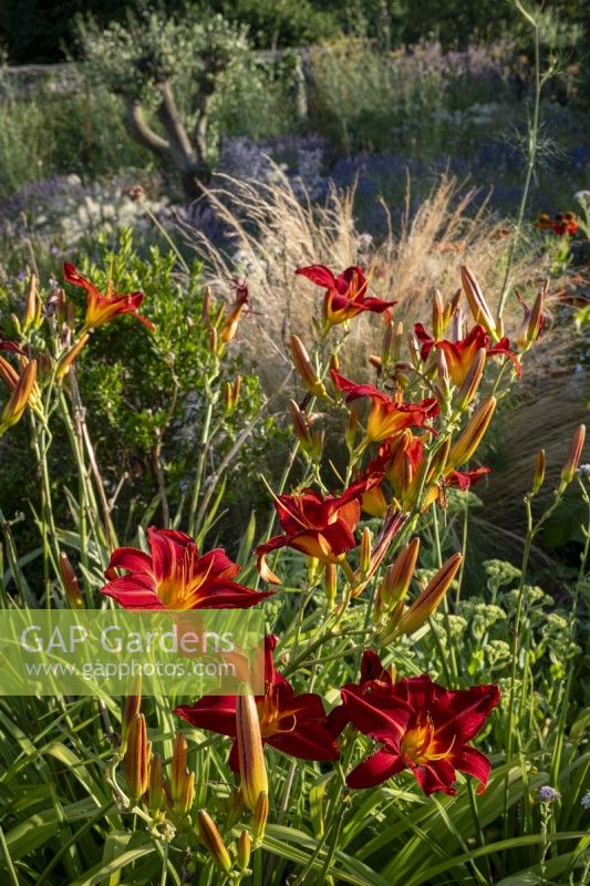 Hemerocallis 'Stafford' in late summer dry garden borders