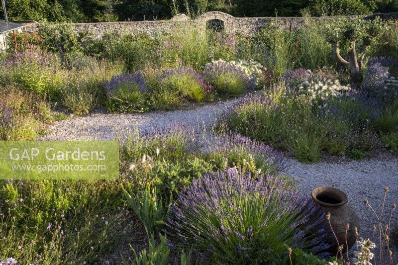 Bee friendly clumps of Lavender and other herbs behind an old terracotta urn in late summer informal beds