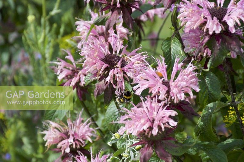 Monarda 'Elegant Pink' - Bee balm - summer