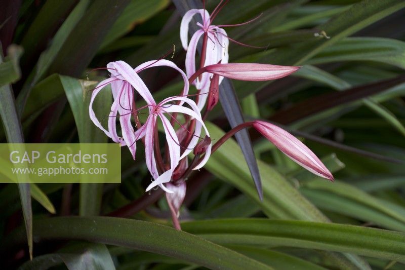 Crinum asiaticum - Spider lily - growing in St Lucia in Spring