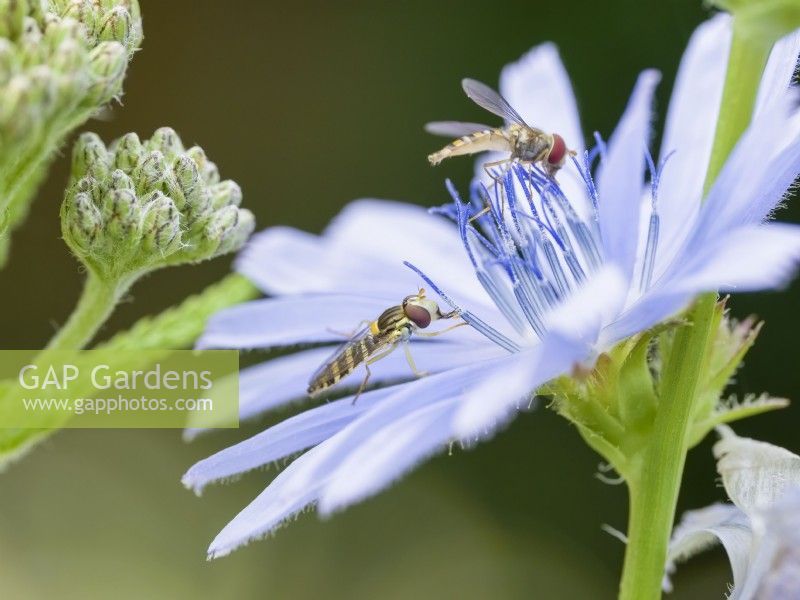 Sphaerophoria scripta - Female long hoverfly  feeding on chicory