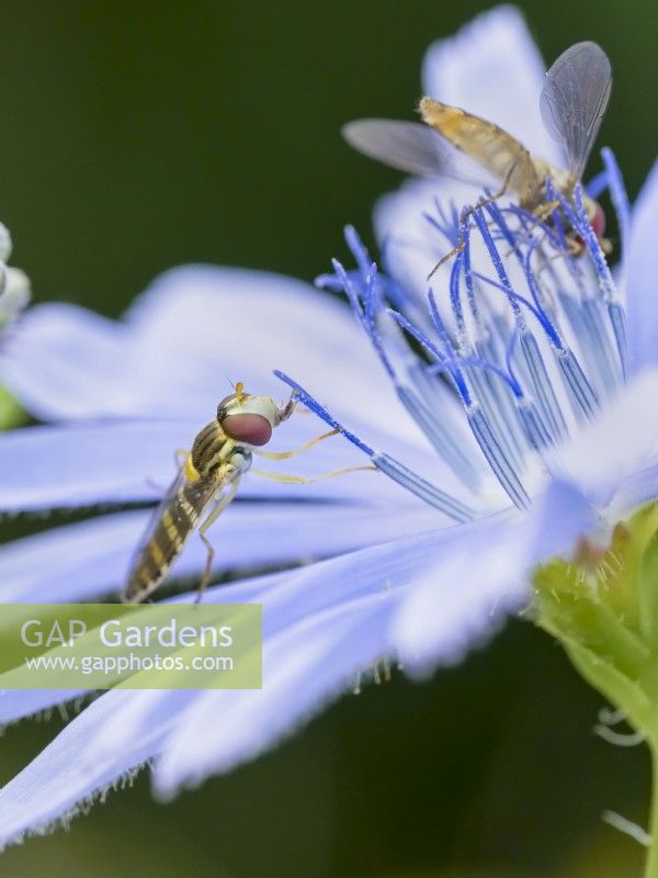 Sphaerophoria scripta - Female long hoverfly  feeding on chicory