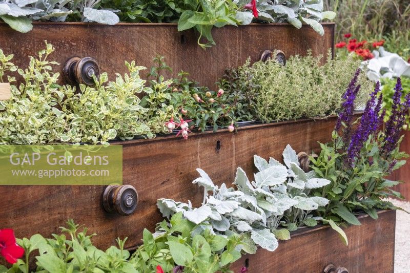 A wooden chest of drawers repurposed as a planter with thyme, fuchsia, oregano and senecio -  designer Mark Lane - RHS  and  BBC Morning Live Budget-friendly Garden - RHS Hampton Court Palace Garden Festival