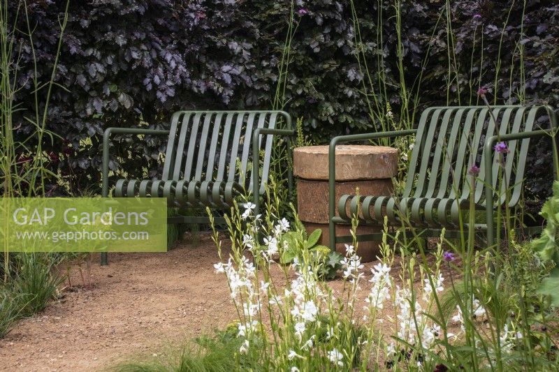Metal seats with a backdrop of a copper beech hedge. Gaura lindheimeri in foreground - designer Lucy Taylor - The Traditional Townhouse Garden -  RHS Hampton Court Palace Garden Festival.