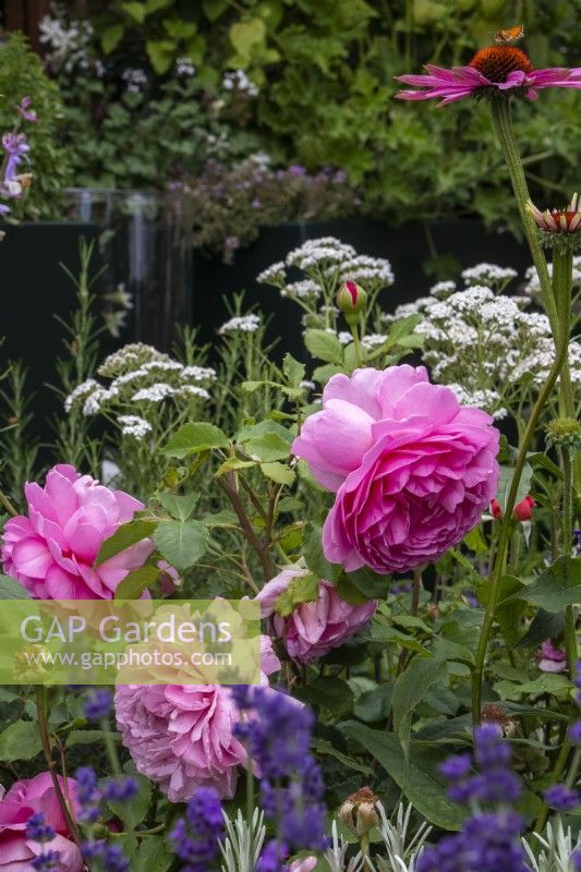Rosa 'Princess Alexandra of Kent' in a mixed border - designer Nicola Hale - Landform Mental Wealth Garden - RHS Hampton Court Palace Garden Festival