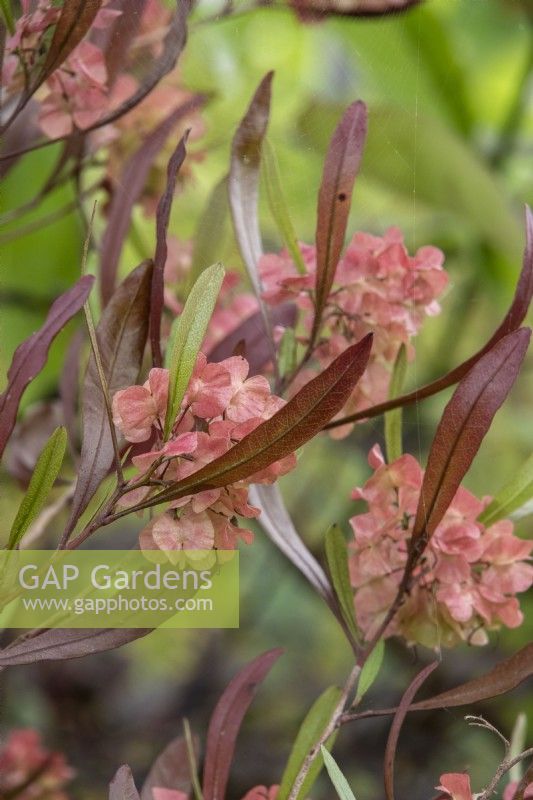 Dodonaea viscosa 'Purpurea' - hop bush - RHS Hampton Court Palace Garden Festival 2023 - Burncoose Nurseries.