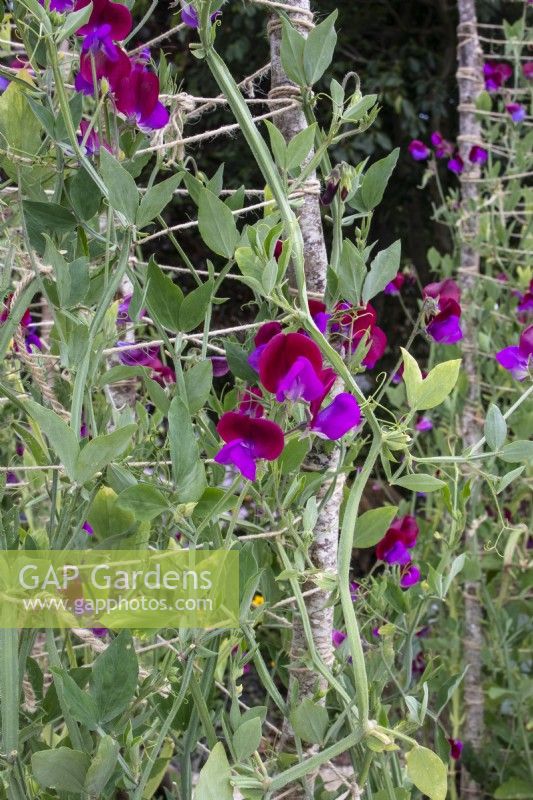 Lathyrus odoratus 'Cupani' on a rustic support of string and branches. Carol Klein, RHS Iconic Horticultural Hero - RHS Hampton Court Palace Garden Festival 2023