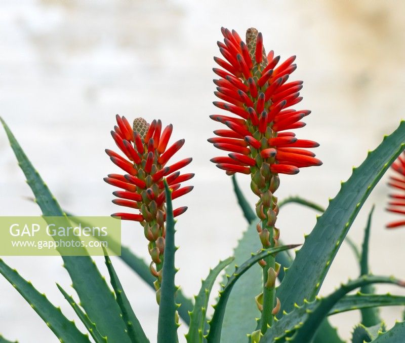  Aloe arborescens flowering in greenhouse Winter Norfolk