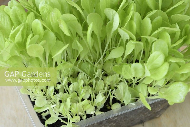 Lactuca sativa  'Gustav's Salad'  Lettuce seedlings after some cut for young salad leaves  September