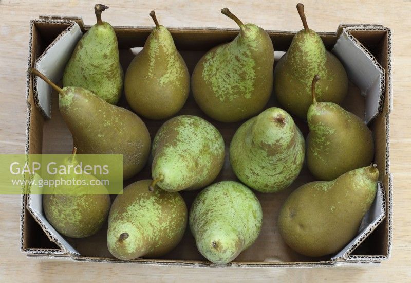 Pyrus communis  'Conference'  Box of harvested pears  September
