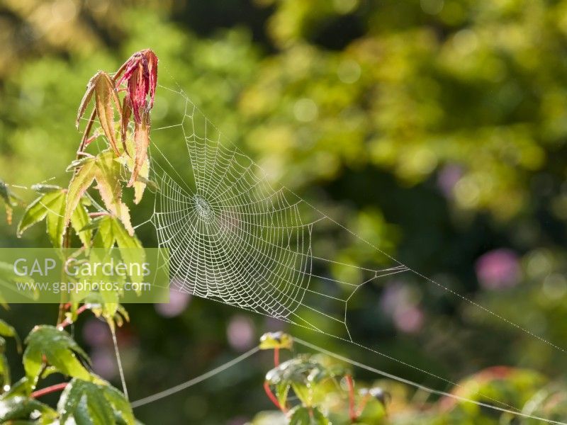 Araneus diadematus - Dewy Garden spider web on acer  leaves