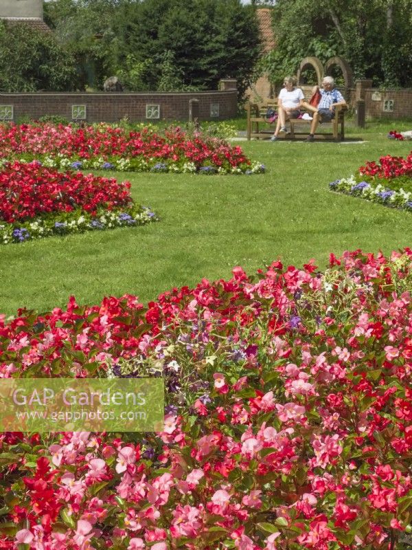 Couple looking at Beds with Begonia semperflorens -  Filby village in bloom 2023