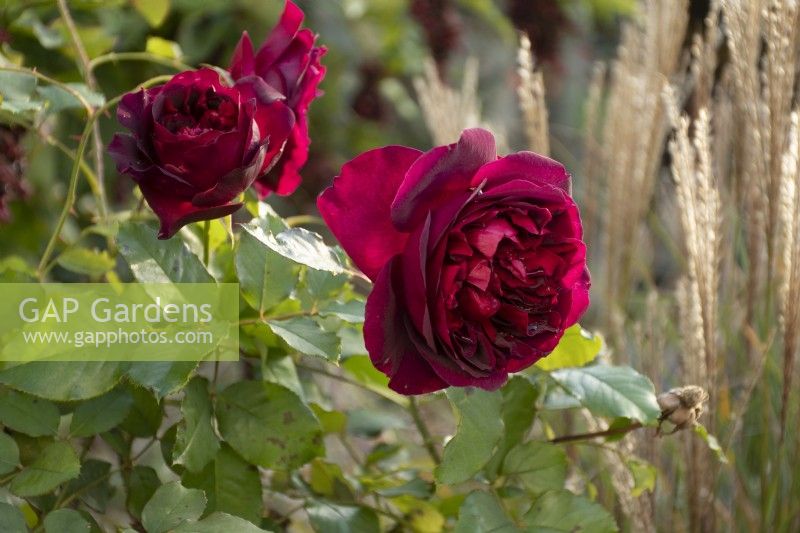 Rosa 'Munstead Wood' - rose - summer