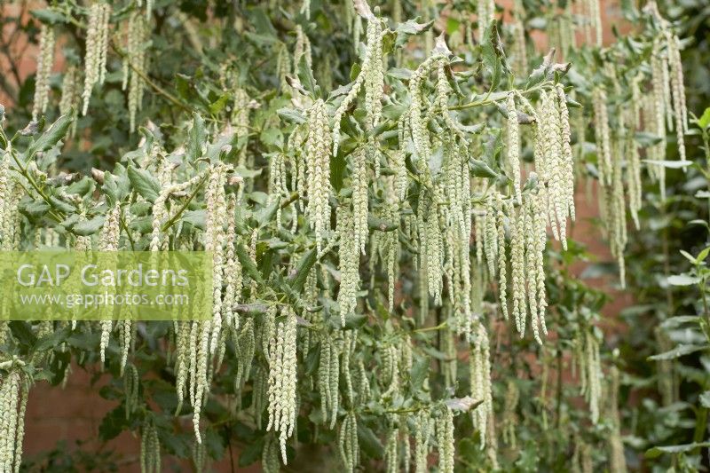 Garrya eliptica - winter - shrub