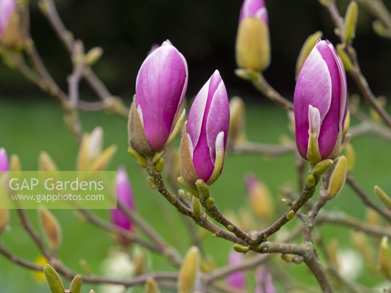 Magnolia x soulangeana 'Lennei'   buds about to open  Spring Late March