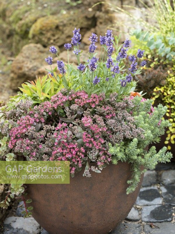 A mixed of succulents such as sedums in a container with Lavendula angustifolia and Euphorbia, autumn October