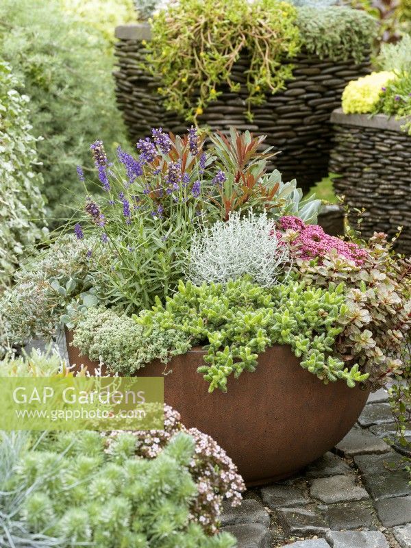 Fall planting in plant container with Sedum, Leucophyta and Lavandula, autumn October