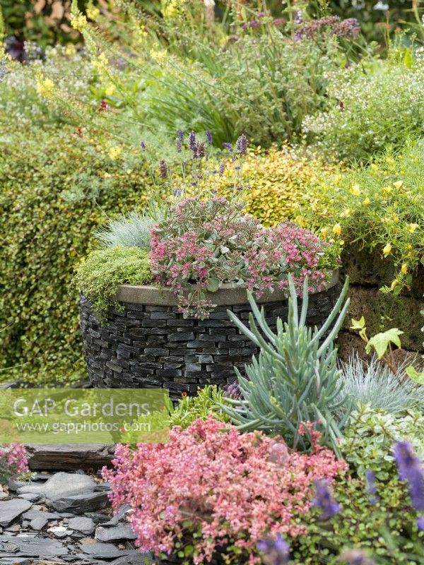 Silver-leaved succulents with pink sedum and a mix of other plants including lavender, autumn October
