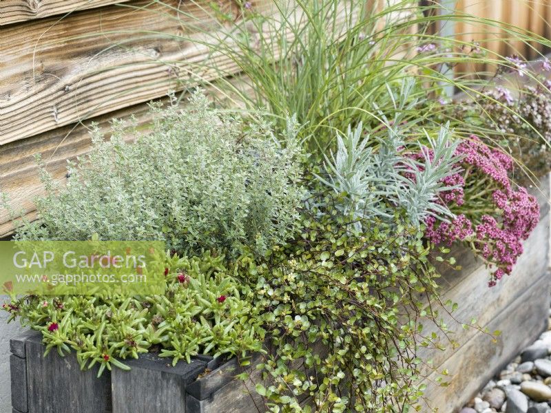 Wooden trough with a mix of interesting foliage perennials including, Carex, Lavendula, Muehlenbeckia complexa with red-flowered delosperma, autumn October