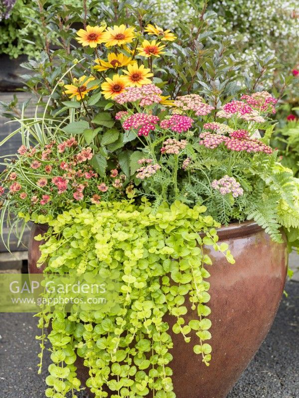 Pot with mixed perennials including: cascading Lysimachia nummularia, Achillea millefolium, Heliopsis helianthoides and Coreopsis, autumn October