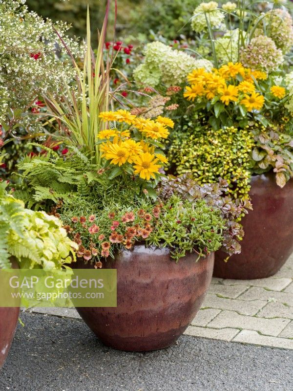 Pot with mixed perennials including: Imperata cylindrica - Japanese blood grass - yellow-flowered Heliopsis helianthoides, Delosperma and Coreopsis, autumn October