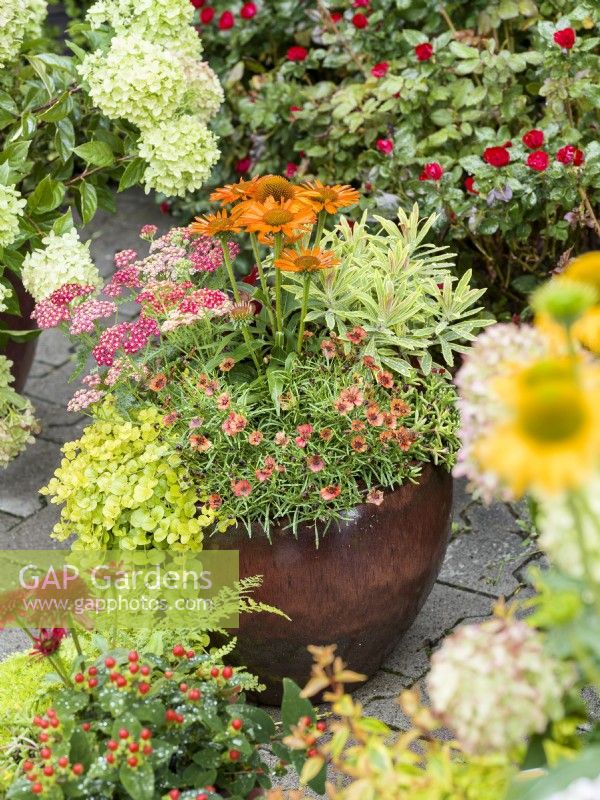 Pot with flowering perennials: Echinacea, Achillea and Coreopsis and foliage interest from Euphorbia and cascading Lysimachia nummularia, autumn October