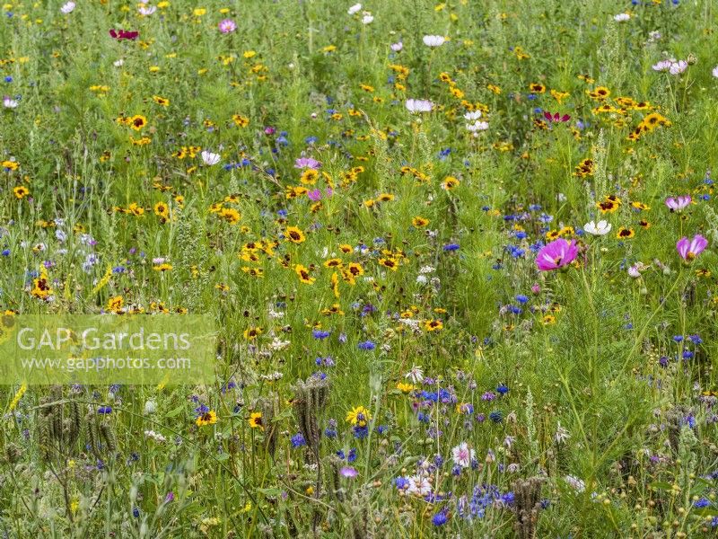 Flower meadow with annuals including yellow Coreopsis, blue Centaurea cyanus and Cosmos, summer August