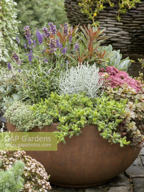 Mixed perennials including Euphorbia, Lavendula angustifolia and silver Leucophyta brownii in a pot, autumn October