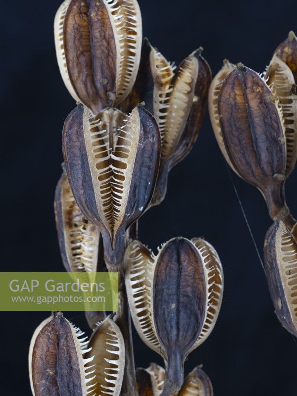 Cardiocrinum seed heads - Giant Himalayan lily Mid March