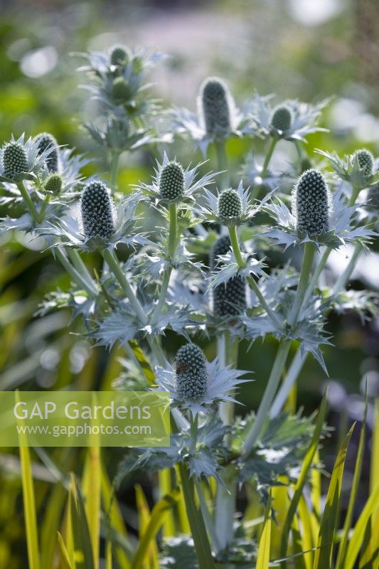 Eryngium giganteum, Miss Willmott's ghost, Perennial, June 