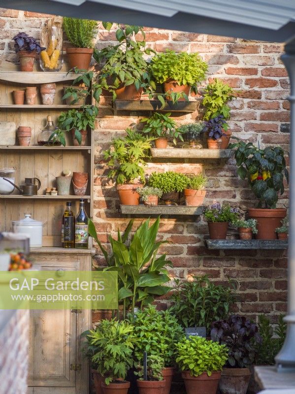 Herbs and vegetables growing in pots on shelves in outdoor kitchen against brick wall. The Savills Garden, Designer: Mark Gregory, RHS Chelsea Flower Show 2023, May, Spring, Summer