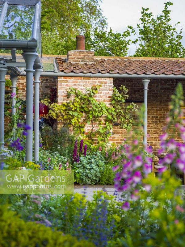 A grape vine underplaned with purple lupins, verbascum and artemisia. The Savills Garden, Designer: Mark Gregory, RHS Chelsea Flower Show 2023, May, Spring, Summer