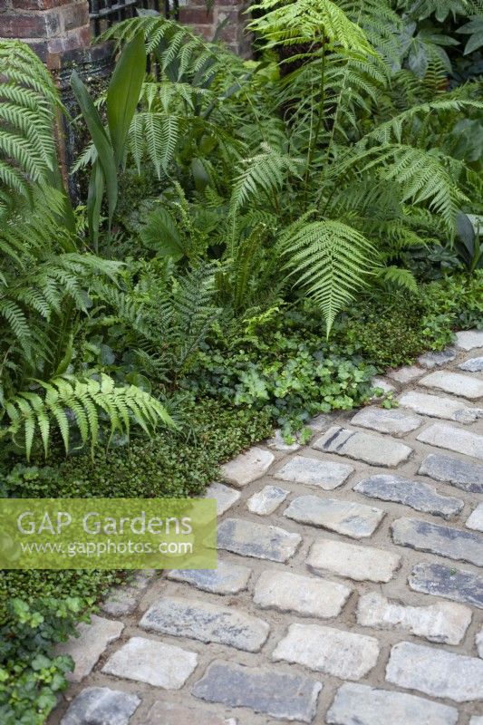 Brick path surrounded by ferns and lush underplanting, July