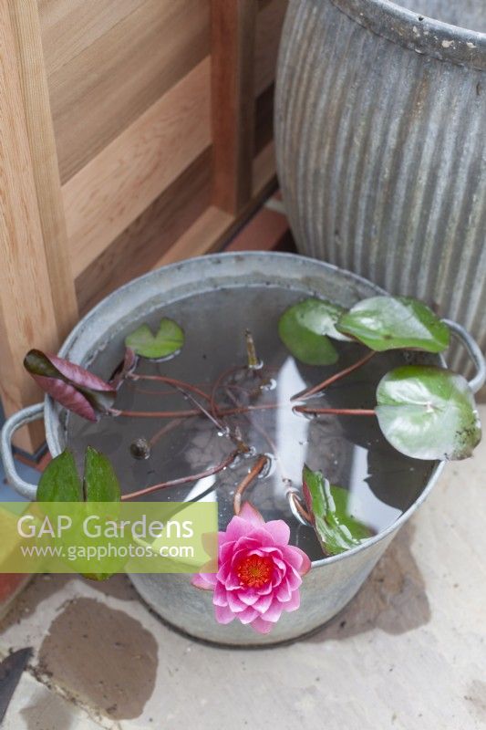Nymphaea - Water lily in metal bucket as water feature, July