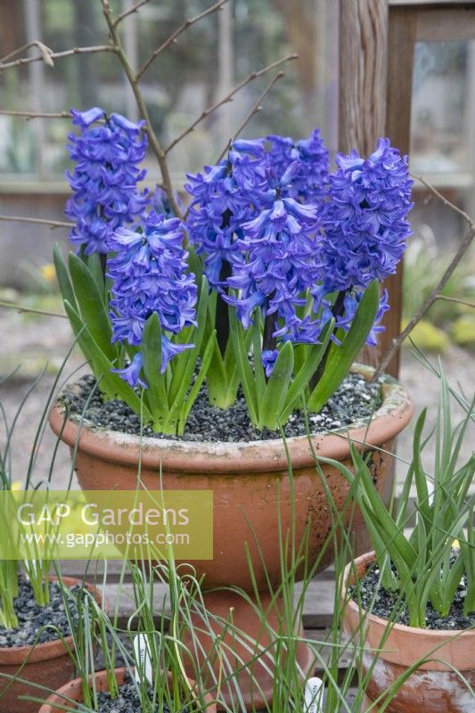 Hyacinth 'Delft Blue' in a glasshouse at Winterbourne Botanic Gardens, February