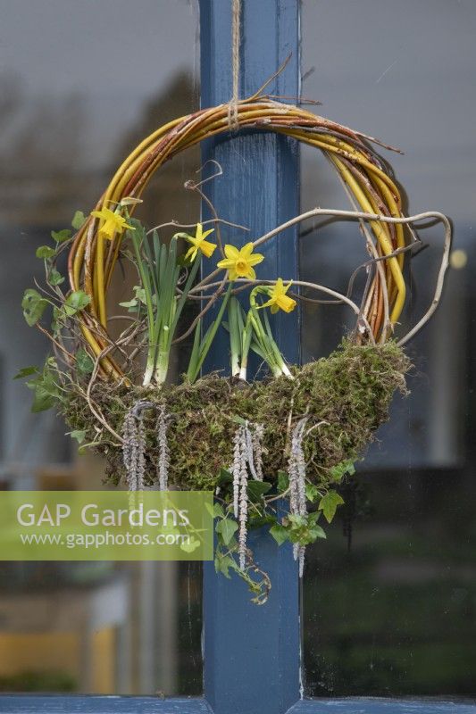 Spring wreath with daffodils and garrya eliptica, February