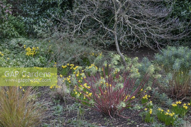 Winter border with 'Tete a Tete narcissus' and colourful euphorbia stems at Winterbourne Botanic Gardens, February
