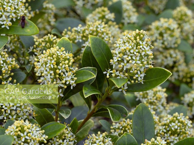 Skimmia japonica 'Thereza'  Mid March Spring