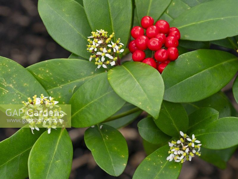 Skimmia japonica subsp. reevesiana  berries and flowers March Spring