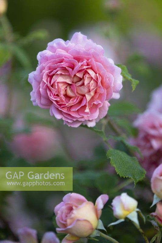 Rosa Jubilee Celebration 'Aushunter'PBR, English shrub rose, June 
