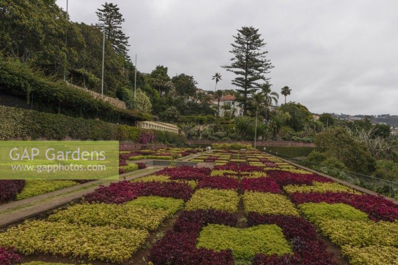 The quilt carpet of Iresine herbstii hedges in the Madeira Botanical Gardens. Summer. 