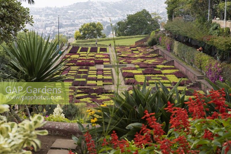 A view over the famous chequred hedges of the Madeira Botanical Gardens, with distant views of Funchal in the background. Summer. 