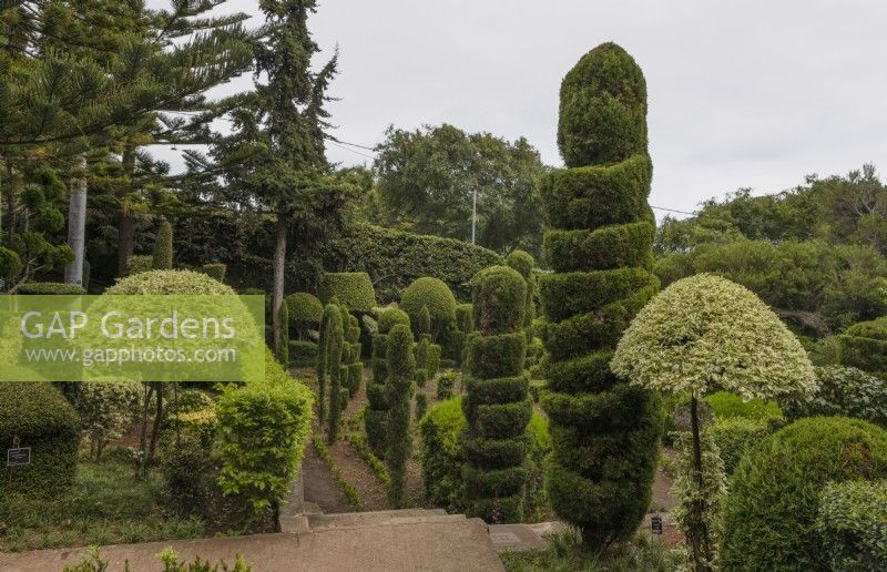 The Topiary Garden in the Madeira Botanical Gardens. Summer. 