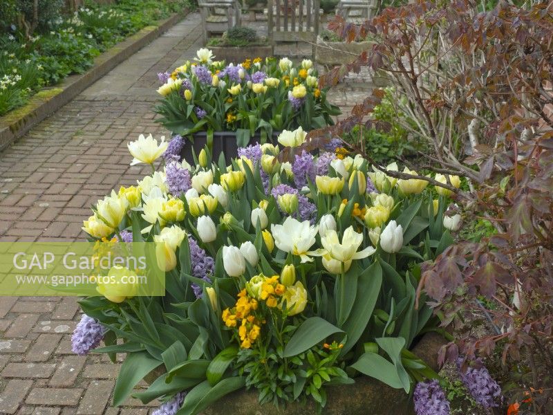 Flowering Hyacinths; Wall flowers and Tulips in container pots March  Spring