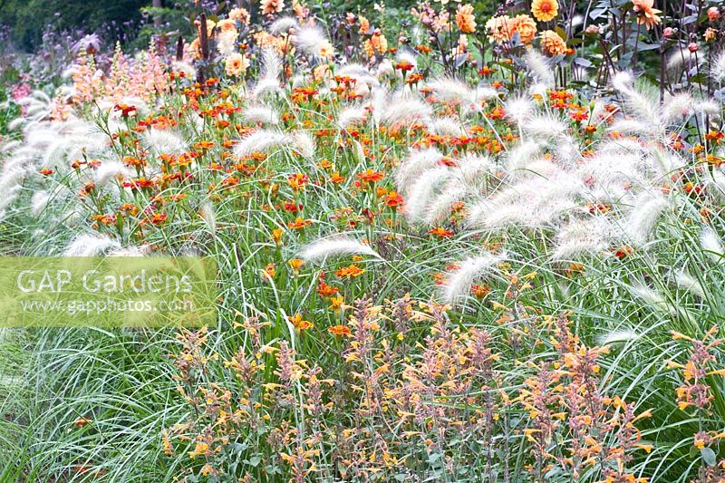 Grasses and annuals 