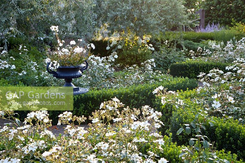 Rose garden with Rose White Fleurette 